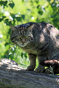 gray tabby cat on tree trunk thumbnail