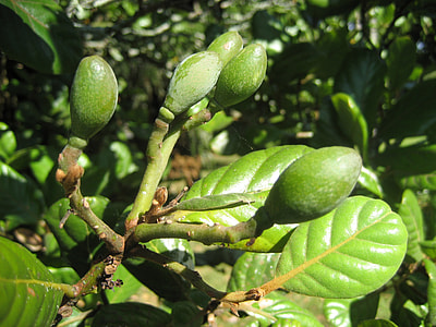 Small Immature Fruit, Tree thumbnail