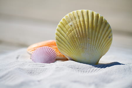 brown, pink, and orange clamps on white sand thumbnail