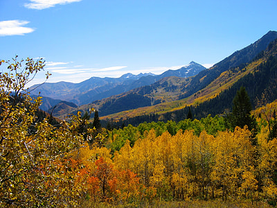 brown and green trees under blue sky thumbnail
