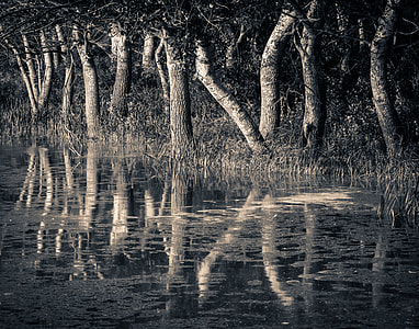 grayscale photo of swamp thumbnail
