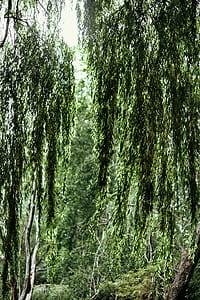 River reflection in the middle of the forest thumbnail