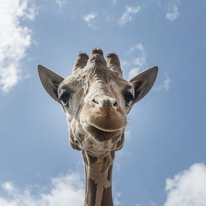 low angle photography of giraffe under white clouds at daytime thumbnail