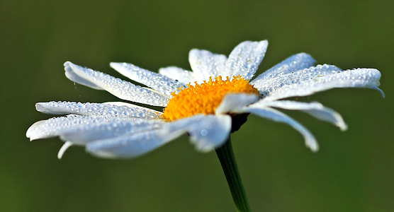 white and yellow petaled flower during daytime thumbnail
