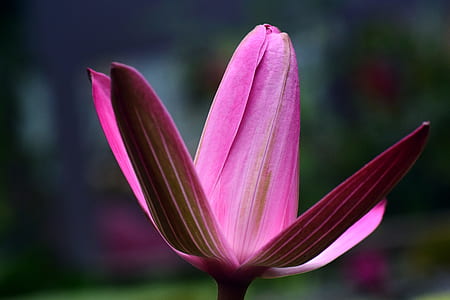 selective focus photography of pink water lily flower thumbnail