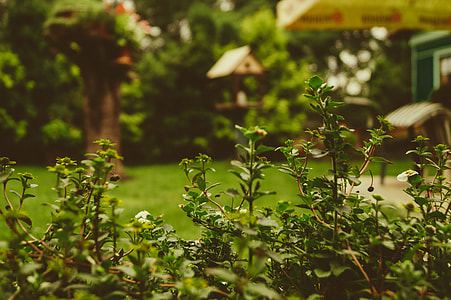 green leaves thumbnail