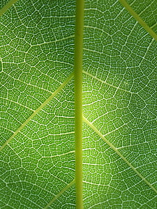 close-up photo of green leafed plant thumbnail