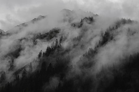 forest covered with mist thumbnail