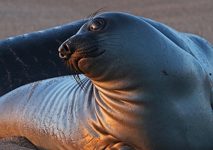 closeup photo of sea lion thumbnail