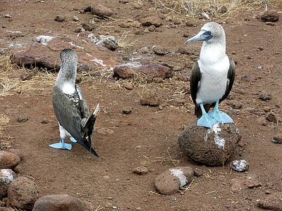 white and black bird standing of rock thumbnail