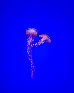 two jellyfishes swimming underwater thumbnail