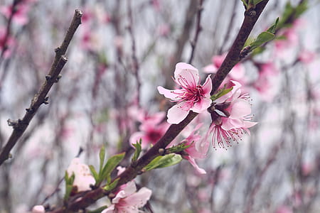 Pink Cherry Blossoms thumbnail