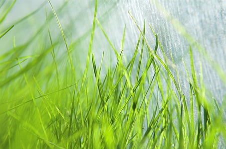 close-up photography of green grass thumbnail