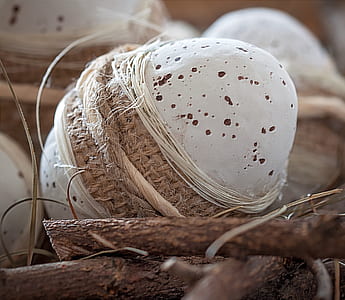 white and brown egg thumbnail
