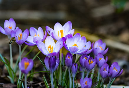 purple petaled flowers thumbnail