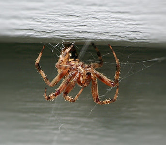 Brown House Spider, Web Weaving thumbnail