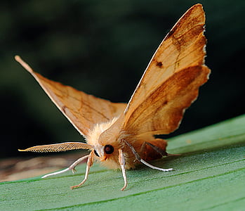 ground moth on green leaf thumbnail