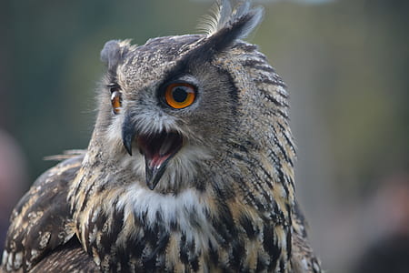 brown and black owl thumbnail
