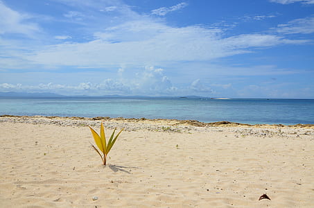 yellow and green plant by the beach thumbnail