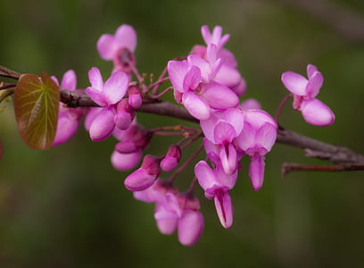 nature, flowers, petals, leaf thumbnail