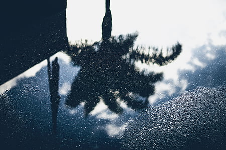 water reflecting leafed tree during daytime thumbnail
