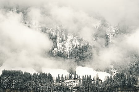 trees coated snow thumbnail