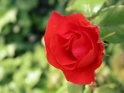 depth photography of red rose flower thumbnail