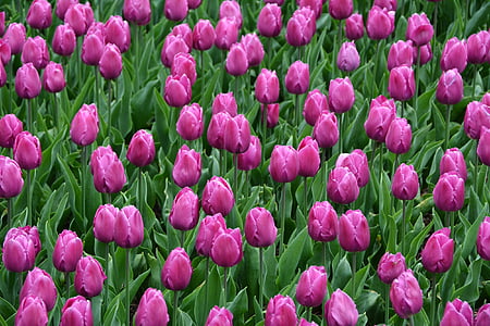field of pink tulip flowers thumbnail