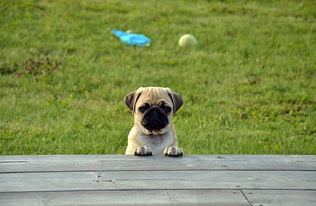 fawn pug beside brown wooden dock thumbnail