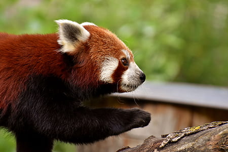 shallow focus photography of red panda thumbnail