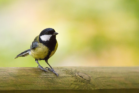 selective focus photography of yellow and black tit perched on wooden surface thumbnail