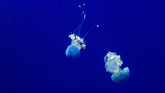 two blue jellyfish thumbnail