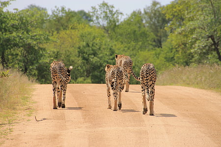 four wild cats walking on road thumbnail