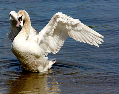 white duck on body of water during daytime thumbnail
