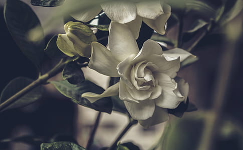 Close-Up Photography Of White Flower thumbnail