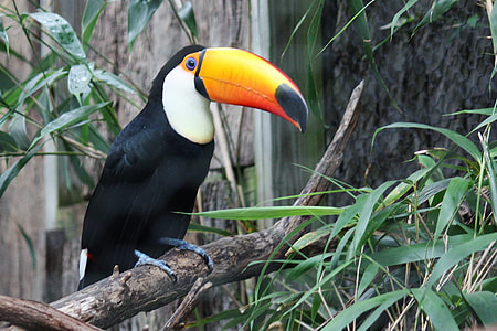 toucan on top of tree branch thumbnail