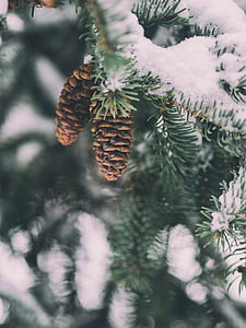 selective focus photography of brown pinecones thumbnail