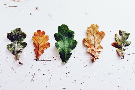 five assorted-colored leafs thumbnail