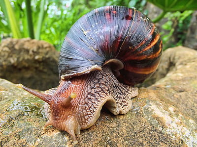selective focus photo of brown and black snail thumbnail