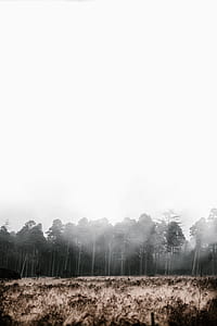 trees covered with fogs during daytime thumbnail
