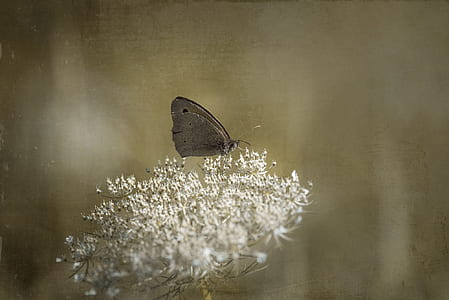 shallow focus photography of meadow brown butterfly on white dandelion thumbnail