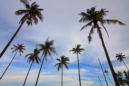 dawn, nature, sky, beach thumbnail