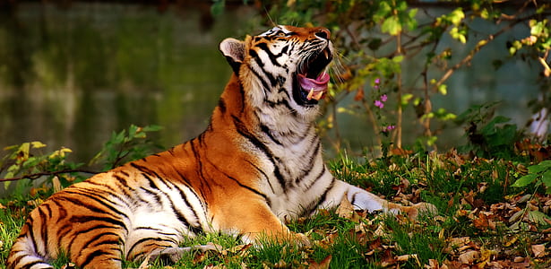 Bengal tiger thumbnail