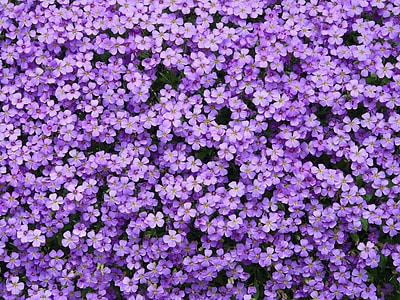 purple multi-petaled flowers thumbnail