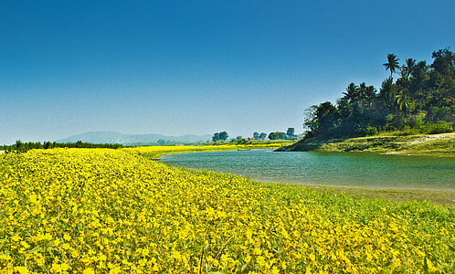 photo of green petaled flowers beside lake thumbnail