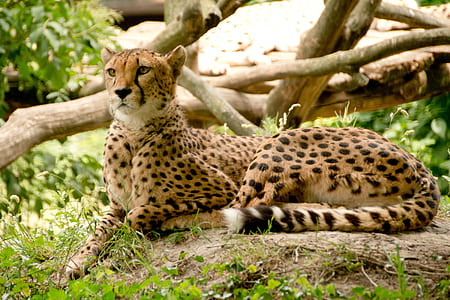 cheetah lying on soil near plants thumbnail