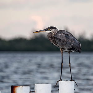 selective focus photography of bird thumbnail
