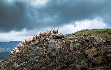 herd of sheep on mountain under stratocumulus clouds thumbnail