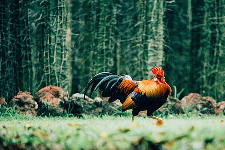 selective focus photography of black and red rooster walking on green grass thumbnail