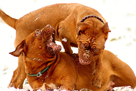 two adult tan French mastiffs on snow field thumbnail